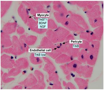 BDNF Actions in the Cardiovascular System: Roles in Development, Adulthood and Response to Injury